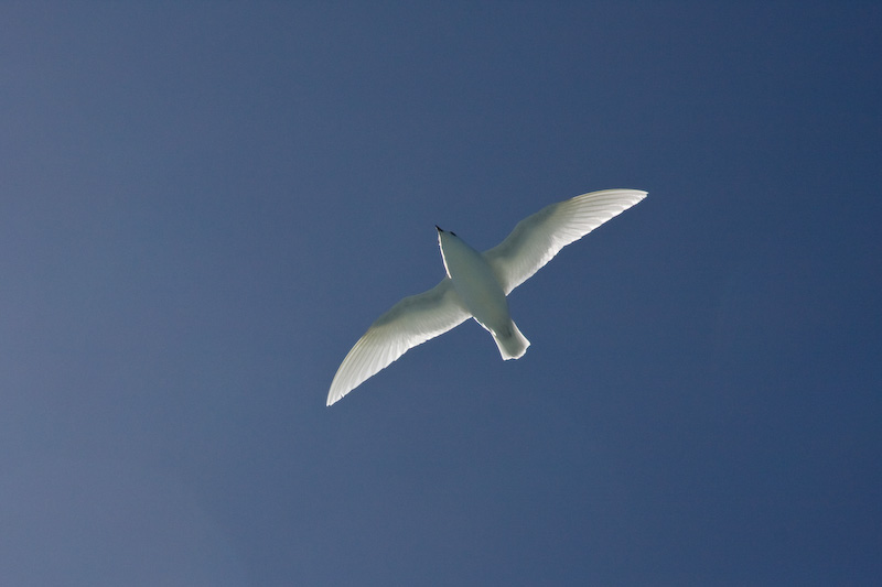 Snow Petrel In Flight